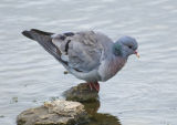 Stock Dove 